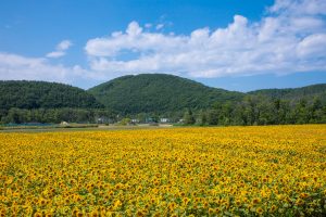 大曲湖畔のひまわり畑